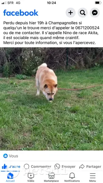 Akira, Shiba inu perdu - 300€ - photo
