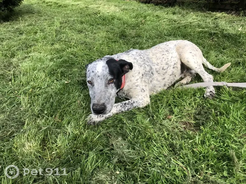 Chien perdu à Gensac retrouvé - photo