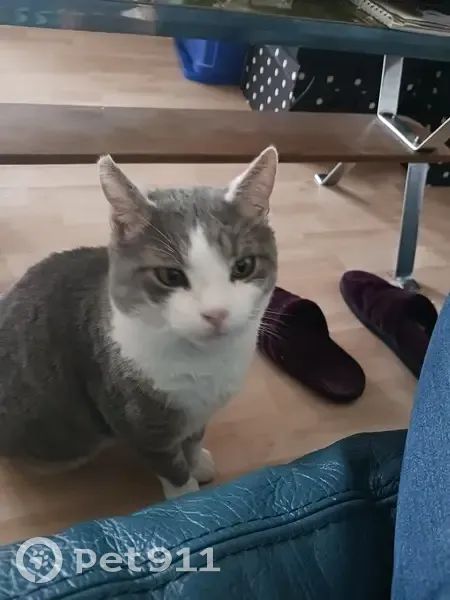 Chat gris-blanc perdu à La Bassée - photo