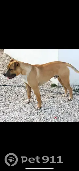 Chien Bulldogue Marron Perdu - photo