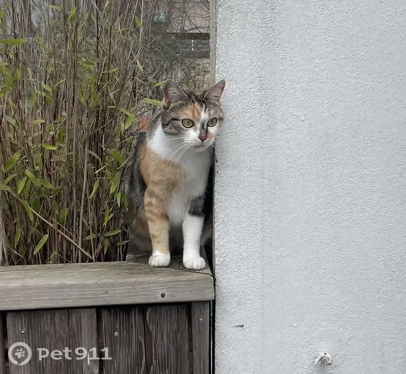 Chat perdu: Rue H. Sellier, Bourges - photo