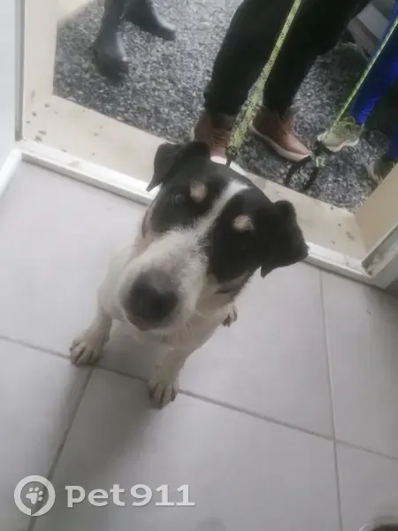 Chien croisé Jack trouvé à La Barre - photo