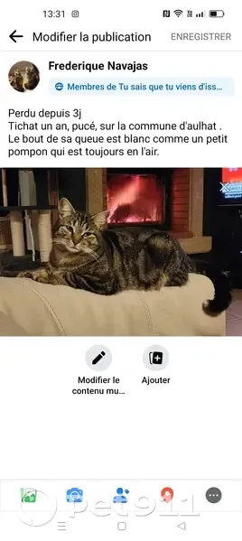 Chat tigré perdu à Aulhat-Flat - photo
