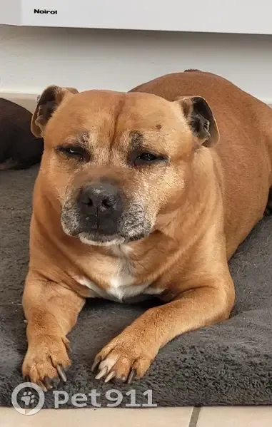 Staffy fauve perdu - Kiste dos - photo