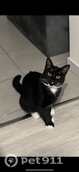 Chat noir perdu à Châtellerault - photo