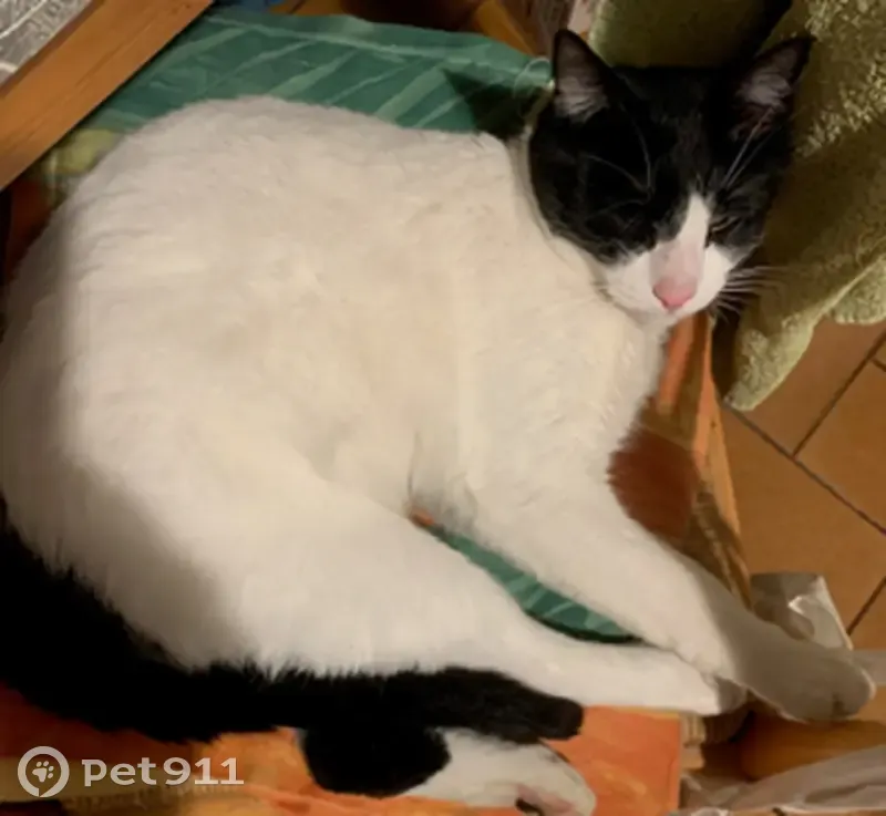 Chat blanc perdu - Orsay - photo