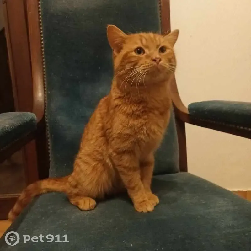 Achille, chat perdu à Leers - photo