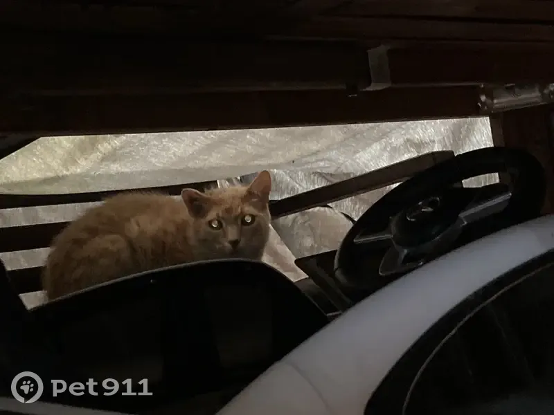 Chat roux blessé trouvé à Nantes - photo