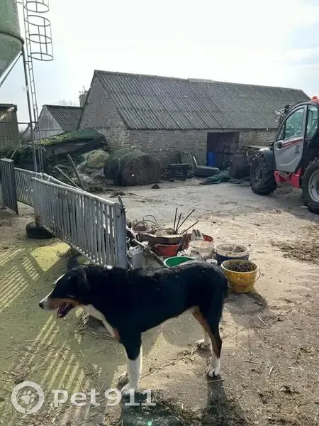 Chien croisé perdu à Plouarzel - photo