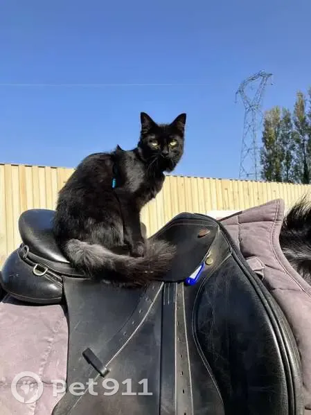 Chat noir perdu à Caen - photo
