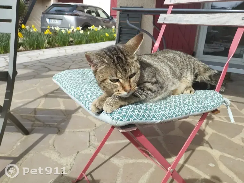Chatte tigrée trouvée à Clessé - photo