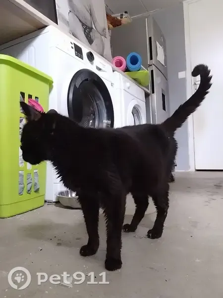 Chatte noire trouvée à Saumur - photo