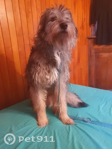 Chien craintif perdu à Entrelacs - photo