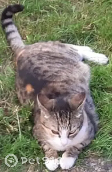 Chatte tricolore perdue à Preignac - photo