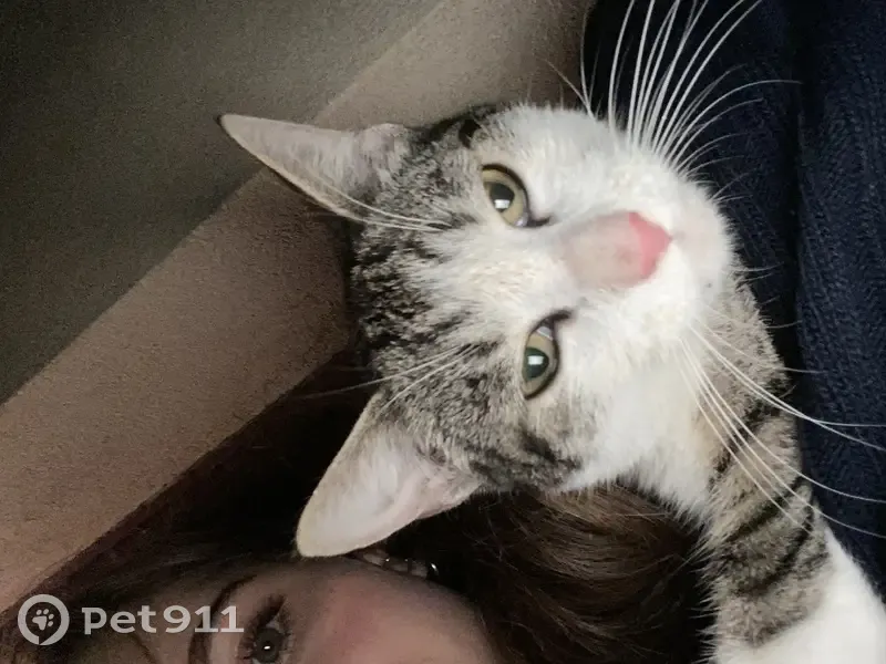 Chat perdu retrouvé à Arcueil - photo