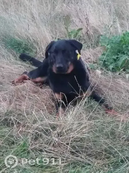 Beauceron noir perdu - D139 - photo