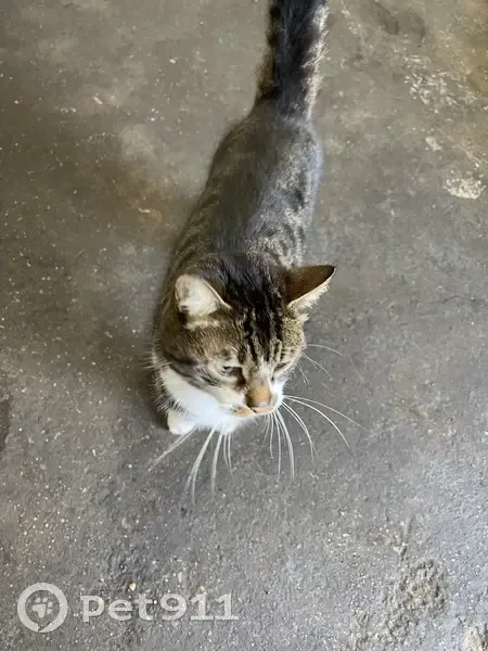 Chat perdu et retrouvé à Domont - photo