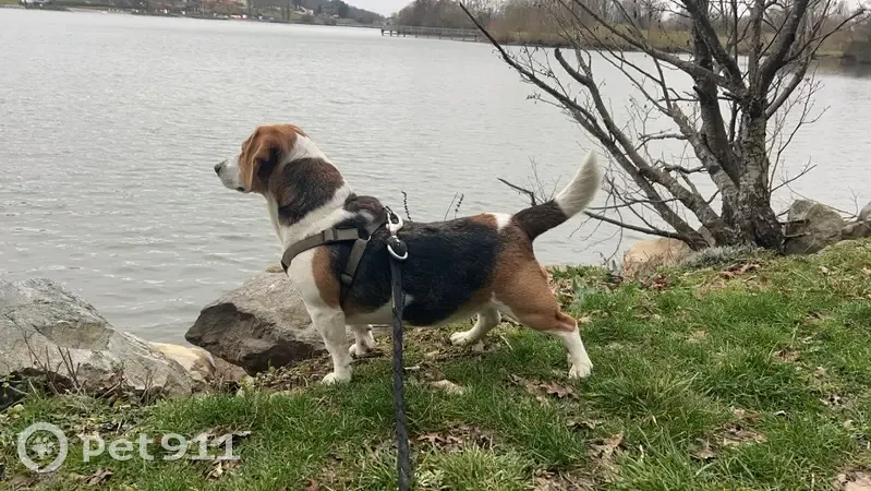 Chien Beagle perdu à Angeot - photo