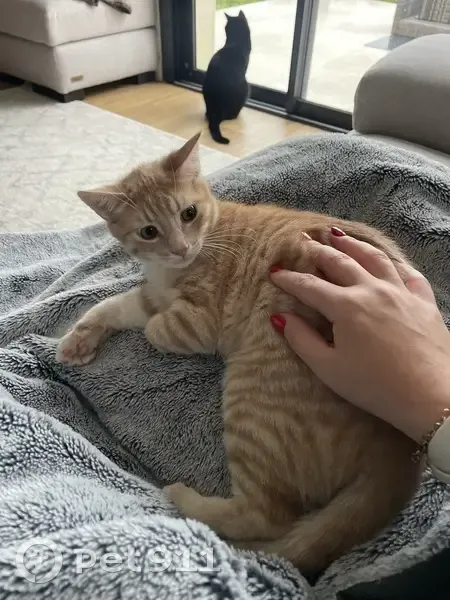 Chaton Carlos perdu à La Boissière - photo