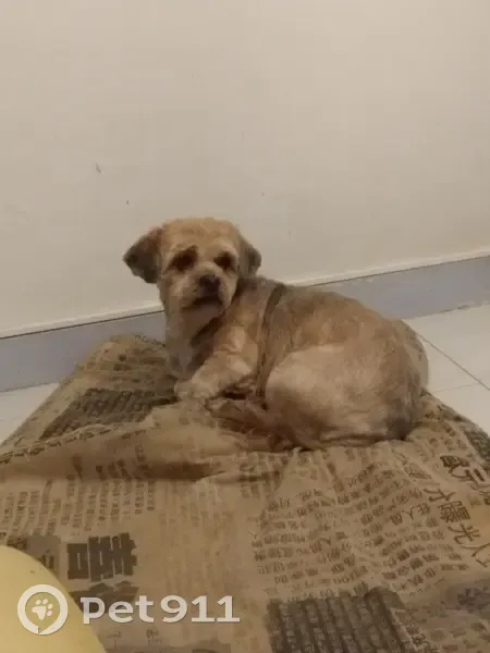 Chien Lhassa Apso perdu à Crotelles - photo