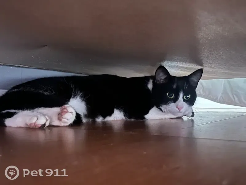 Chatte perdue, Félix-like, Rennes - photo