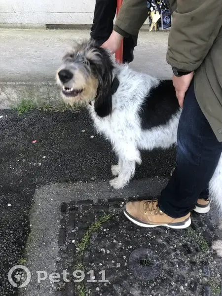 Chien tricolore trouvé à Alès - photo