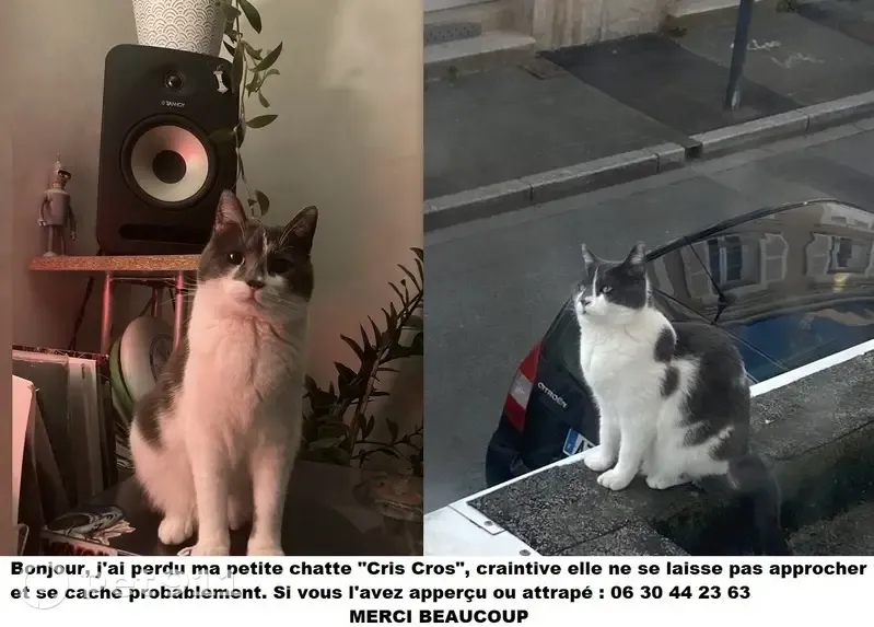 Chat gris-blanc perdu à Angers - photo