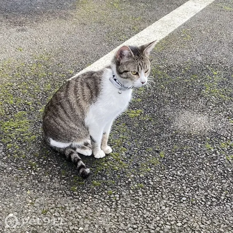 Chat affectueux perdu à Lieusaint - photo
