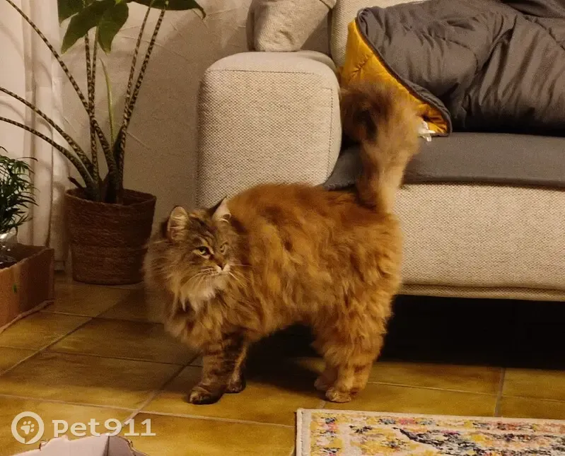 Chatte Caramel perdue à Castillonnès - photo