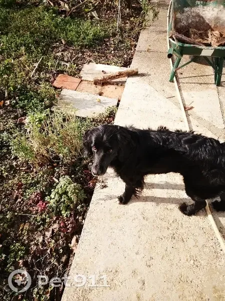 Chien Maya perdu près de Clairac - photo