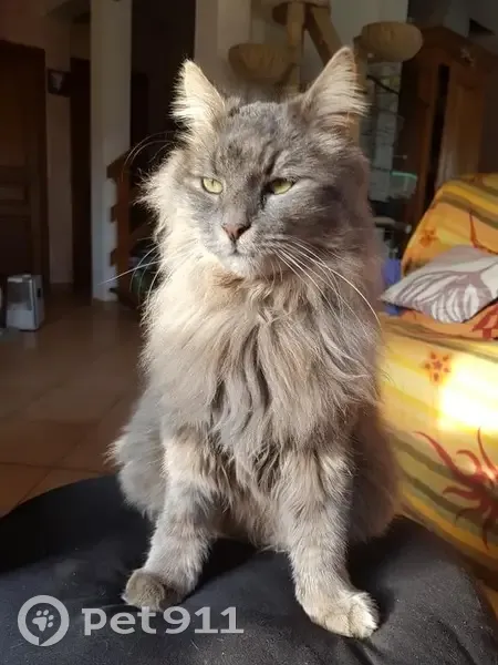 Alerte: Nyanta, chat gris disparu - photo