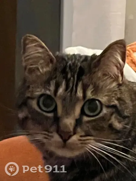 Chat peureux perdu, Nice - photo