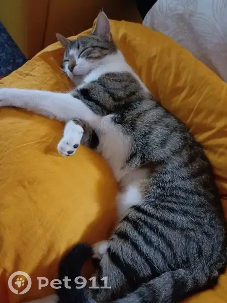 Chatte tigrée perdue à Cesson - photo