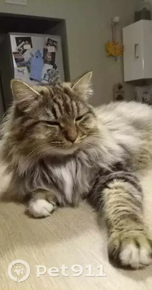 Chat angora perdu à Fillé - photo