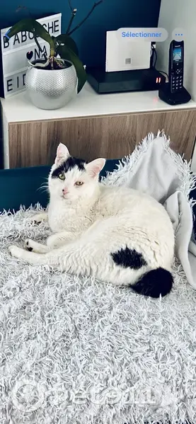 Chat blanc tacheté perdu à Carcans - photo