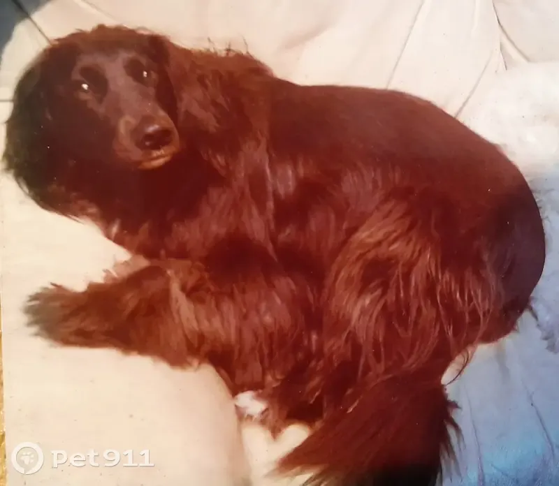 Chienne Isis disparue à Quimper - photo