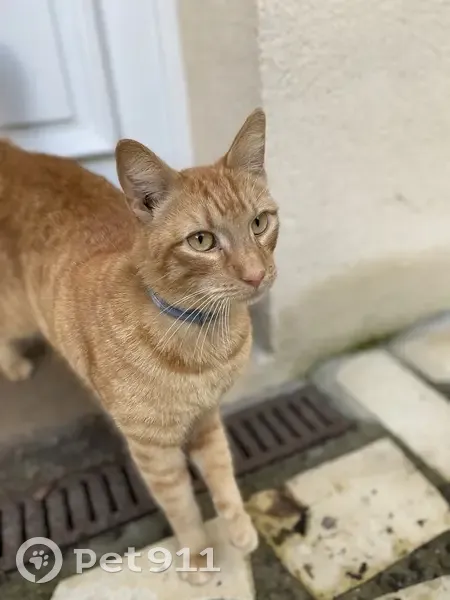 Chat câlin trouvé à Bièvres - photo