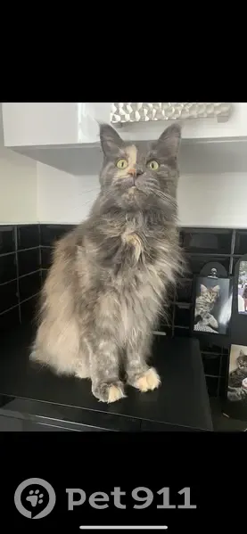 Chat perdu à Lunéville, 22 av. Libération - photo