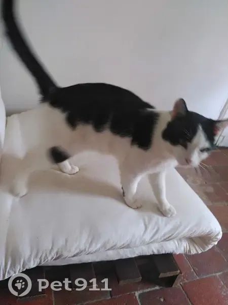 Chat mâle perdu retrouvé à Torpes - photo