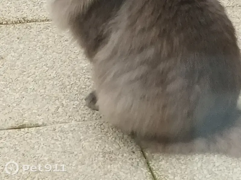 Chat gris perdu à Dole - photo