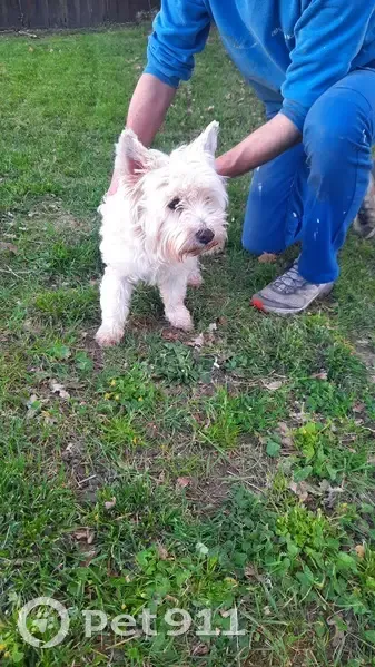 Chien perdu: collier noir à Saint-Médard - photo