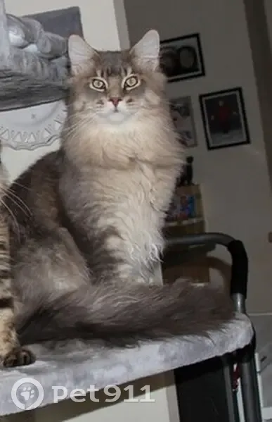 Chat Maine Coon perdu à Montmélian - photo