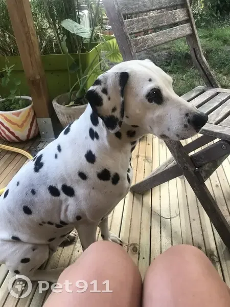Nahla, Dalmatienne Perdue - photo