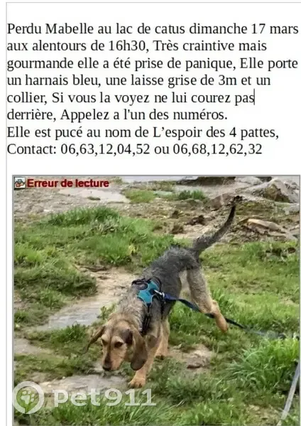 Avis de recherche: Mabelle perdue - photo
