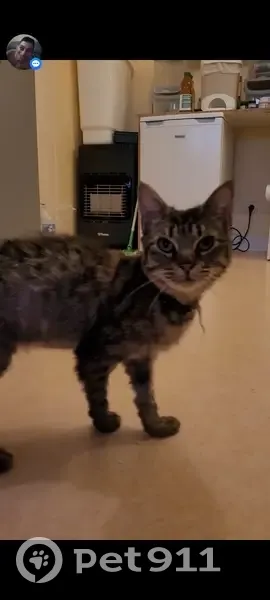 Chat blessé et affamé trouvé - photo
