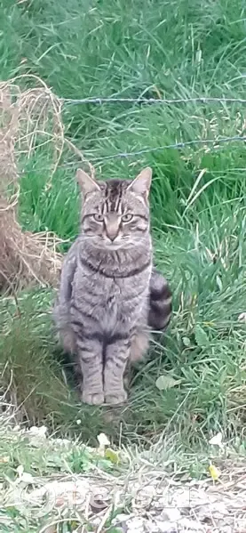 Chat tigré blessé trouvé à Arthez - photo