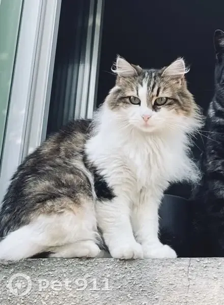 Chatte blanche tigrée perdue à Yzeure - photo