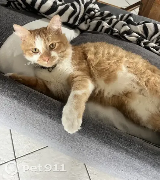 Chat roux et blanc perdu à Béthune - photo