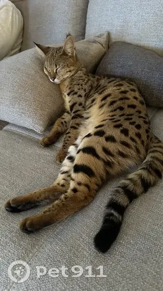 Chatte Savannah perdue, récompense! - photo