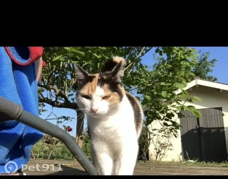 Chat Isabelle perdu à Cleyrac - photo